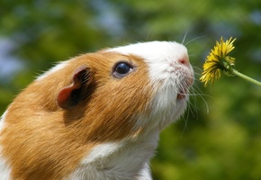 цветок, свинка, морда, одуванчик, Морская