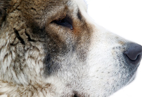 морда, среднеазиатская овчарка, нос, Собака, шерсть