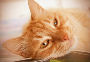 Кот, глаза, мордашка, ушки, взгляд, усы, рыжий, шерсть