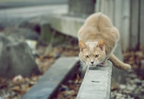 Кошка, смотрит, cat, взгляд, охотник, кот