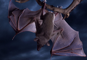 крылья, мышь, Летучая