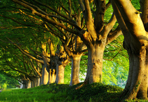 зелень, деревья, утро, Природа, леса, свежесть, дерево