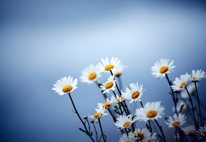 синий, Цветы, фон, ромашки