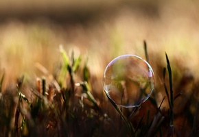 свет, растения, Трава, мыльный, природа, лето, пузырь