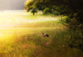 заяц, заець, зайчик, свет, Кролик, лес, поляна