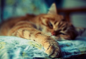 цвета, Рыжий, кот, фон, фото, яркие, лапы, размытость