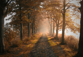 осень, деревья, Природа, дорога