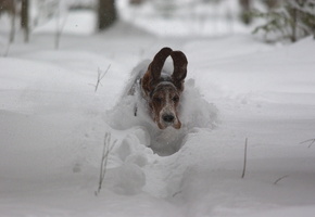 Собака, скорость, уши, полёт, снег