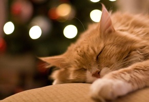 лежит, Рыжий, кот, спит, сон, отдых, домашнее животное