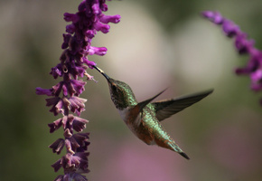 beautiful bird wallpapers, красивая, Humming bird, колибри, птичка