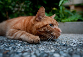 котэ, рыжий, Кот, лапы