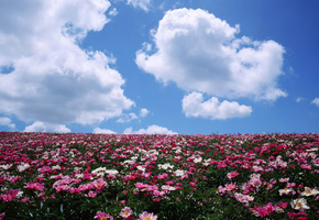 Цветы, пионы, облака, горизонт, поле