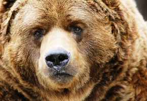 Морда, нос, взгляд, медведь, бурый, суровый