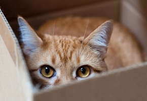 Кошка, макро, прятки