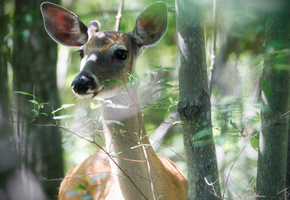 ветки, растения, Природа, лес, олененок, деревья