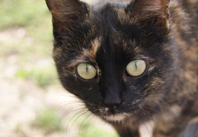 нос, лапы, глаза, Кошка, усы, кот, окрас