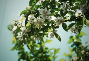 природа, flowers, Цветы, листья, nature, ветки, дерево