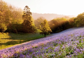 лучи, цветы, солнце, растения, поляна, деревья, Природа