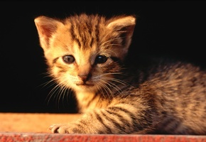 жалостлевый, грусная мордочка, Котенок