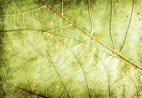 фон, листья, Текстура, зеленый