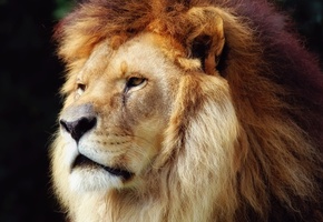 грива, царь зверей, Лев