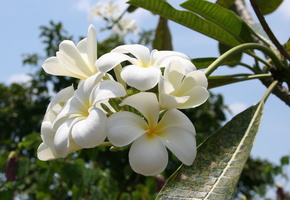 природа, путешествие, Цветы, тайланд, магнолия, море