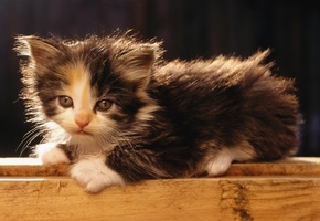 Котенок, лежит, маленький, отдыхает