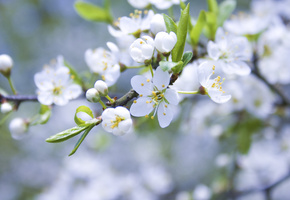 цветение, лепестки, белые, ветка, бутоны, цветы, Яблоня