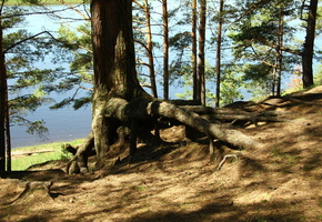 лес, река, сосна, утро, деревья, Природа, корни, берег