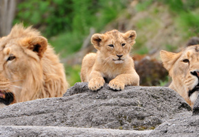 лев, львенок, львица, Семья, камни, львы