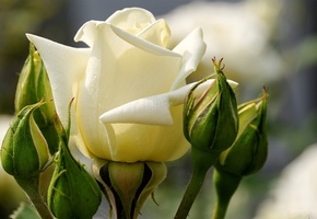 лепестки, Роза, макро, белые, бутоны