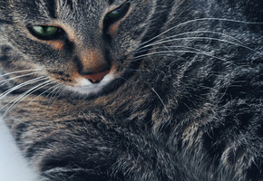 кошак, кошка, портрет, Кот, кошки