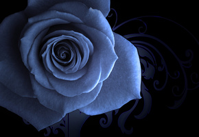 Голубая роза, заставка, узорный фон