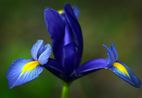 цветки, Цветы, растение, свежесть, цветок, зелень