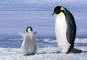 птенец, антарктика, Пингвины, детеныш, семья
