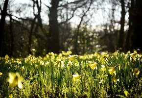 нарциссы, бутоны, Цветы, весна, поляна, желтые, природа
