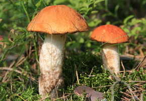 лес, природа, грибы, прогулка, подосиновики, Еда, макро