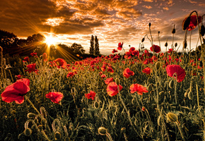 поле, солнце, маки, Природа