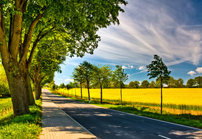 деревья, поле, Природа, дорога, небо