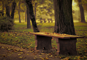 Скамья, деревья, опавшие листья, осень, эффект, парк