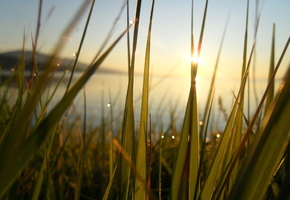 трава, лучи, рассвет, Байкал, солнце, счастье, роса
