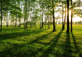 опушка леса, пейзаж, Лето, длинные тени