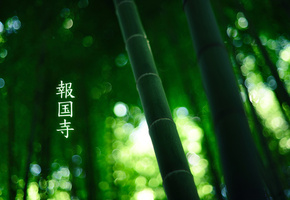 green colour, бамбук, by burningmonk, Лес, иероглифы, 1920x1200