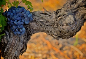 виноград, лоза, фон, листья, Природа, растения, обои