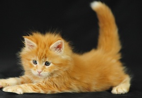кот, пушистый, рыжий, Котенок