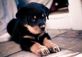 уши, когти, морда, Щенок