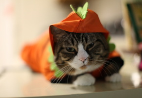 cat, нарик, котяра серый, хитрый кот, Кот