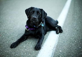 морда, глаза, собака, лабрадор ретривер, черный, Пес