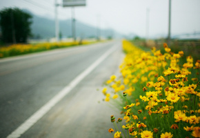 Дорога, roadside, жёлтые цветы, макро