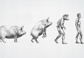 Эволюция, мужчина, рисунок